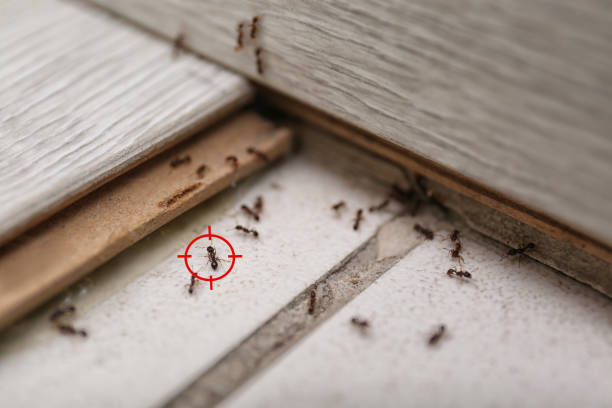 Best Commercial Pest Control Services  in Blair, WI