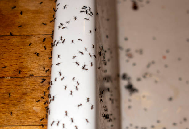 Best Emergency Pest Control  in Blair, WI