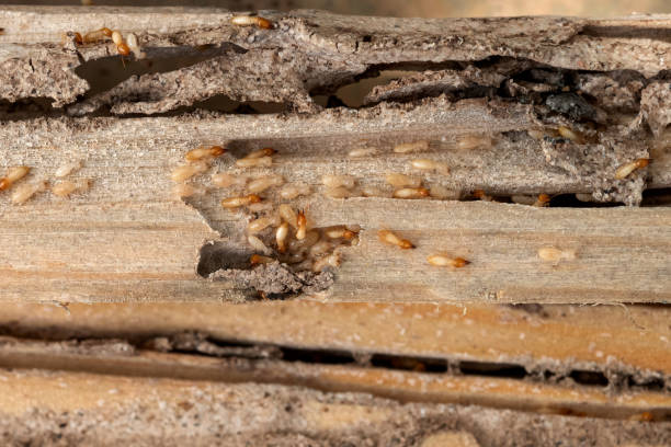 Best Wildlife Control Services  in Blair, WI